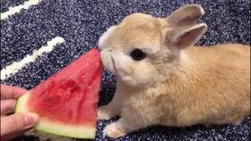 娱乐吃瓜小兔子小说,小兔子吃瓜记 第1张 娱乐吃瓜小兔子小说,小兔子吃瓜记 第1张